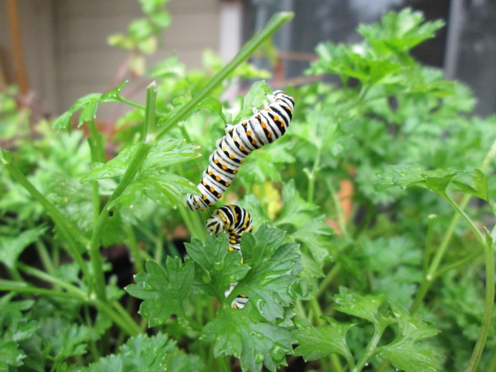 Black Swallowtail butterfly caterpillars. Cute, but hungry!