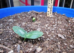 Dirani Lebanese Squash 08/19/2015