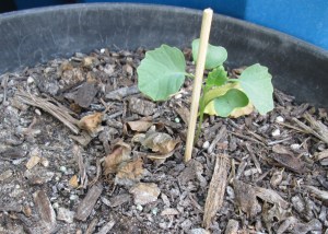 De Cicco Broccoli 08/15/2015 (Wooden skewers help to deter cats.)