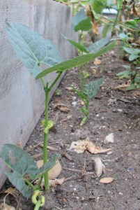 Baby Bush Limas 08/19/2015