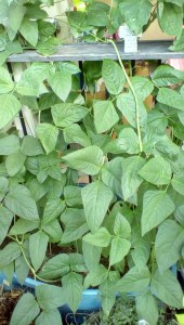 IMG_20150809_082328_hdr