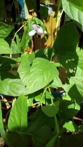 Long-podded cowpeas