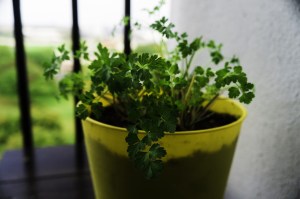 parsley-476872_1280