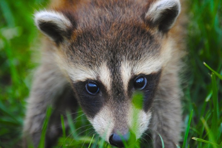 Raccoon.
